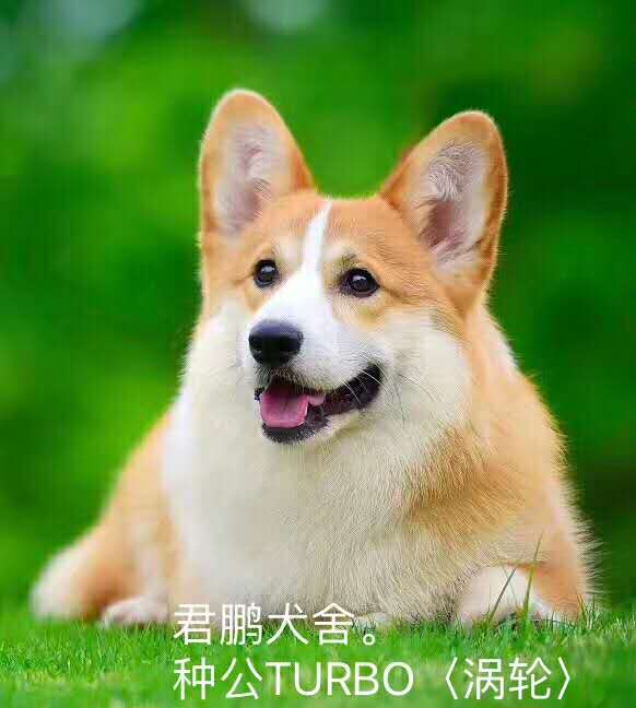 美國超級登錄撲 克后代 渦輪 對外借配！