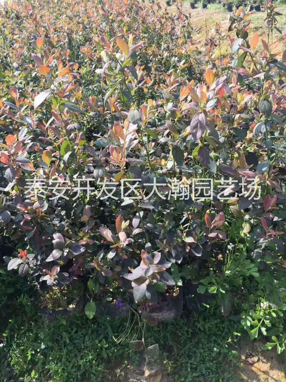 藍莓樹苗批發(fā)，買藍莓找山東大瀚