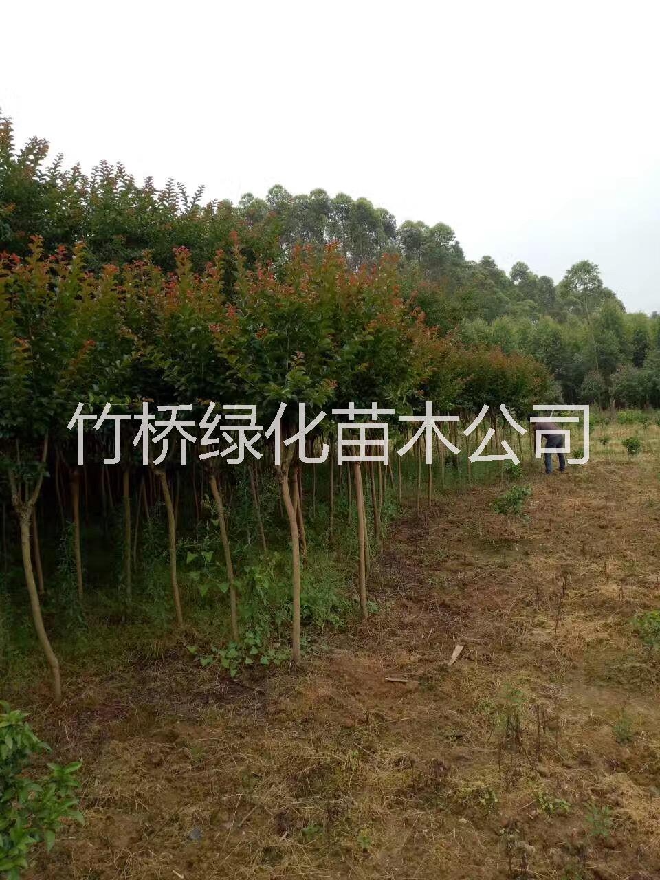 廣西紫薇樹 優(yōu)質紫薇苗木基地 紫薇樹價格