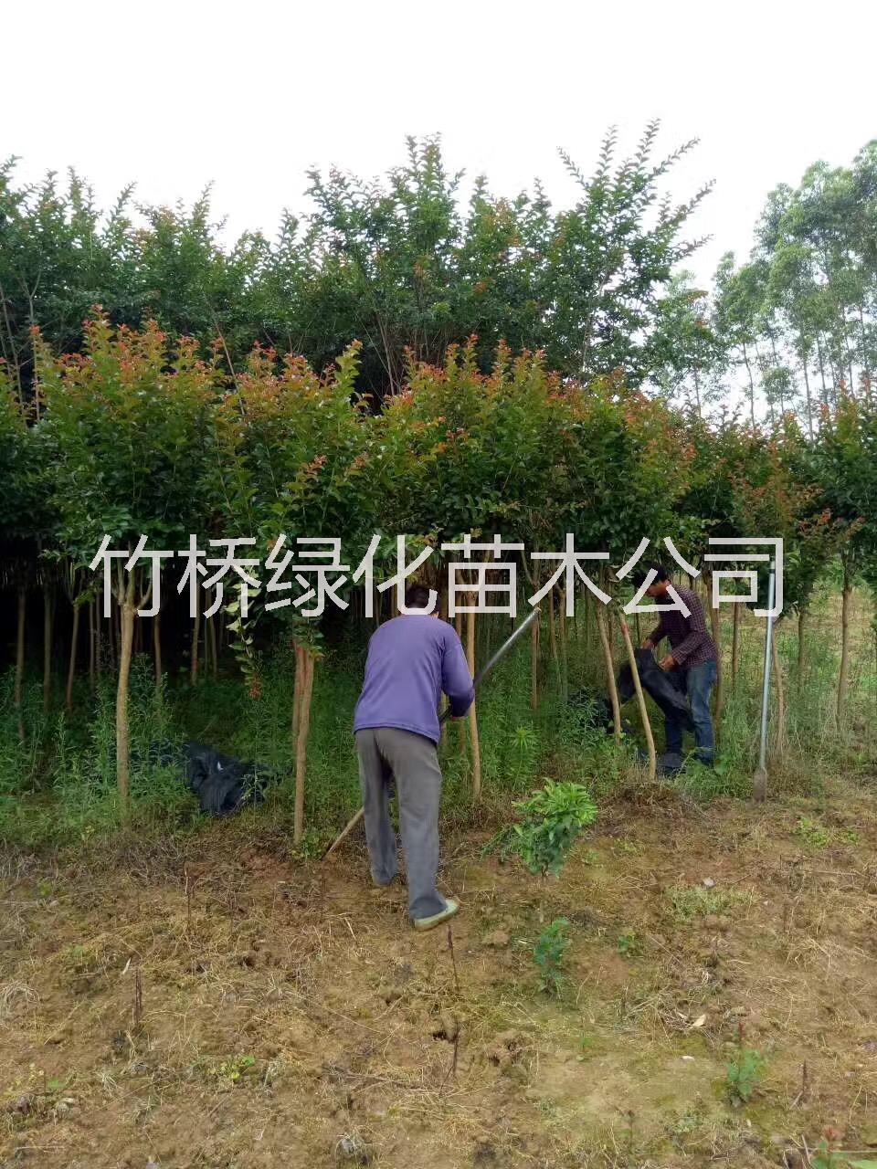 廣西紫薇樹 優(yōu)質紫薇苗木基地 紫薇樹價格