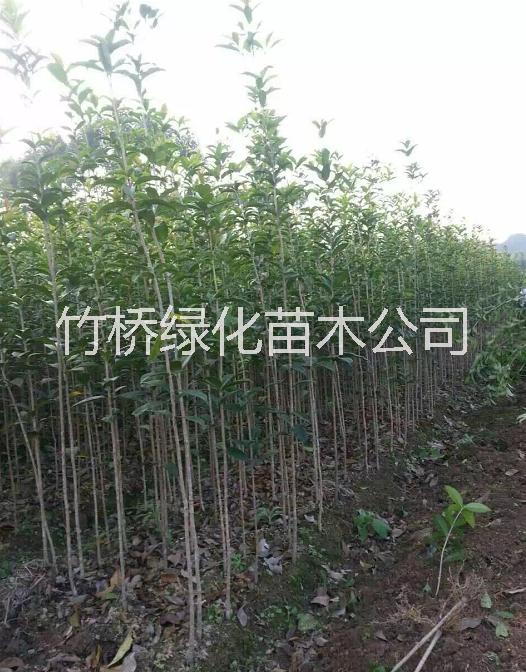 桂林桂花苗批發(fā) 1米桂花小苗價格 采購廣西桂花小苗 新品種桂花苗