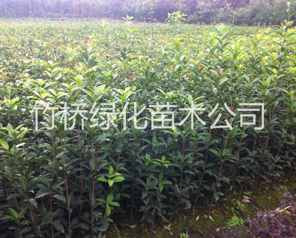 桂林桂花苗批發(fā) 1米桂花小苗價格 采購廣西桂花小苗 新品種桂花苗