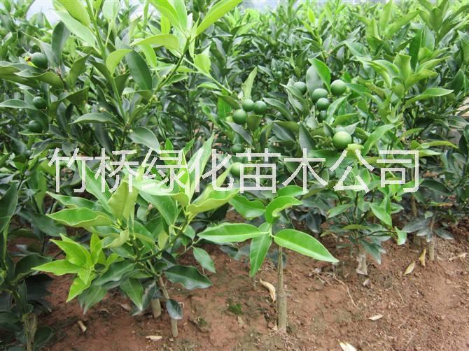 廣西金桔樹(shù) 金桔大小苗批發(fā) 廣西脆蜜金桔苗 桂林新品種柑橘苗