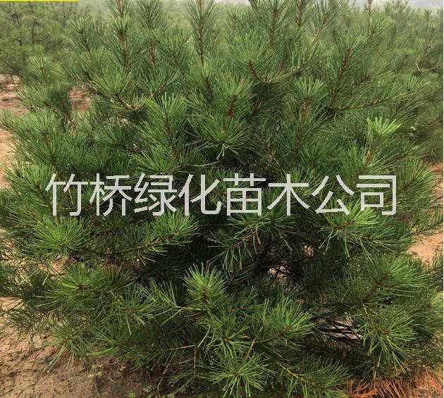 25公分羅漢松  15一20直徑羅漢松價(jià)格 廣西羅漢松基地
