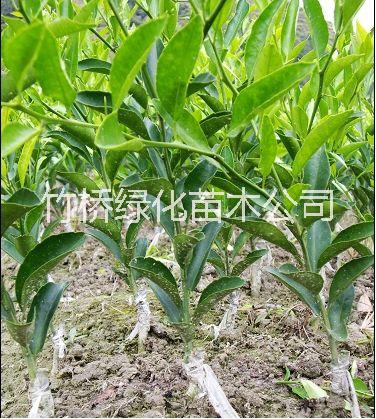 廣西金桔樹(shù) 金桔大小苗批發(fā) 廣西脆蜜金桔苗 桂林新品種柑橘苗