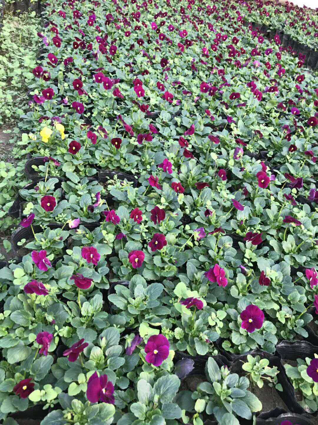 耐寒型草花角堇陜西種植銷售基地