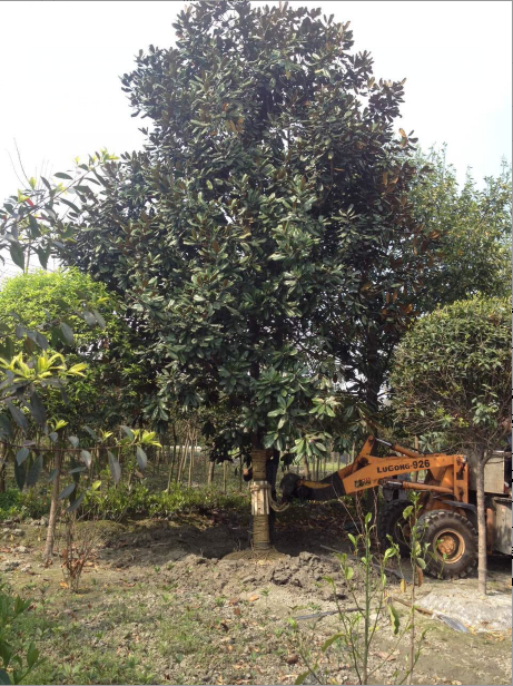 供應(yīng)四川廣玉蘭、*廣玉蘭基地