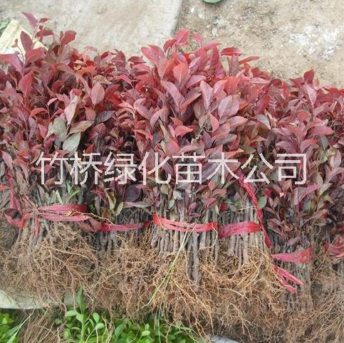 廣西紅葉石楠苗批發(fā) 桂林紅葉石楠苗 紅葉石楠苗報價