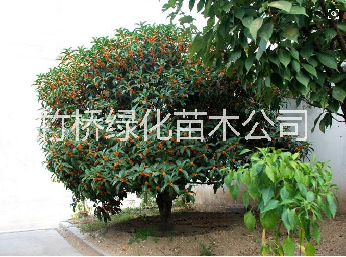 50-80cm高度桂花小苗 *丹桂狀元紅  丹桂小苗