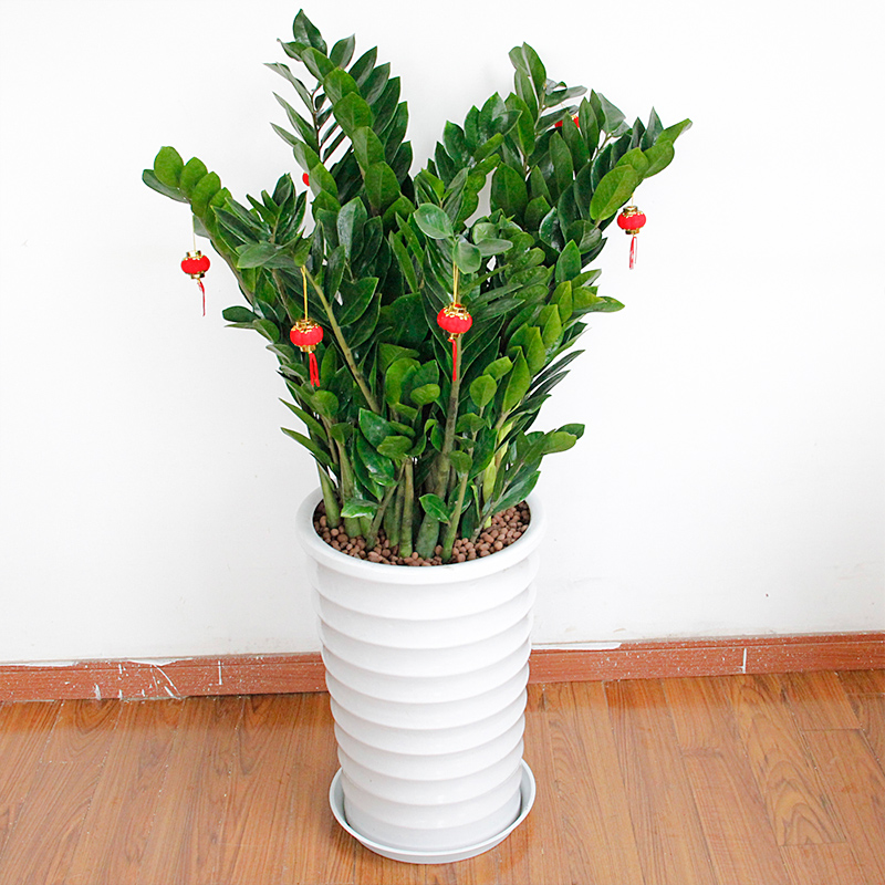 武漢寫字樓辦公室室內(nèi)植物盆栽送貨上門，可出租擺租賃