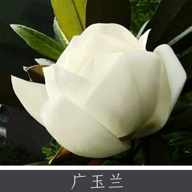 廣玉蘭 園林景區(qū)綠化植物 道路城市公園觀賞植物 常綠灌木喬木批發(fā)