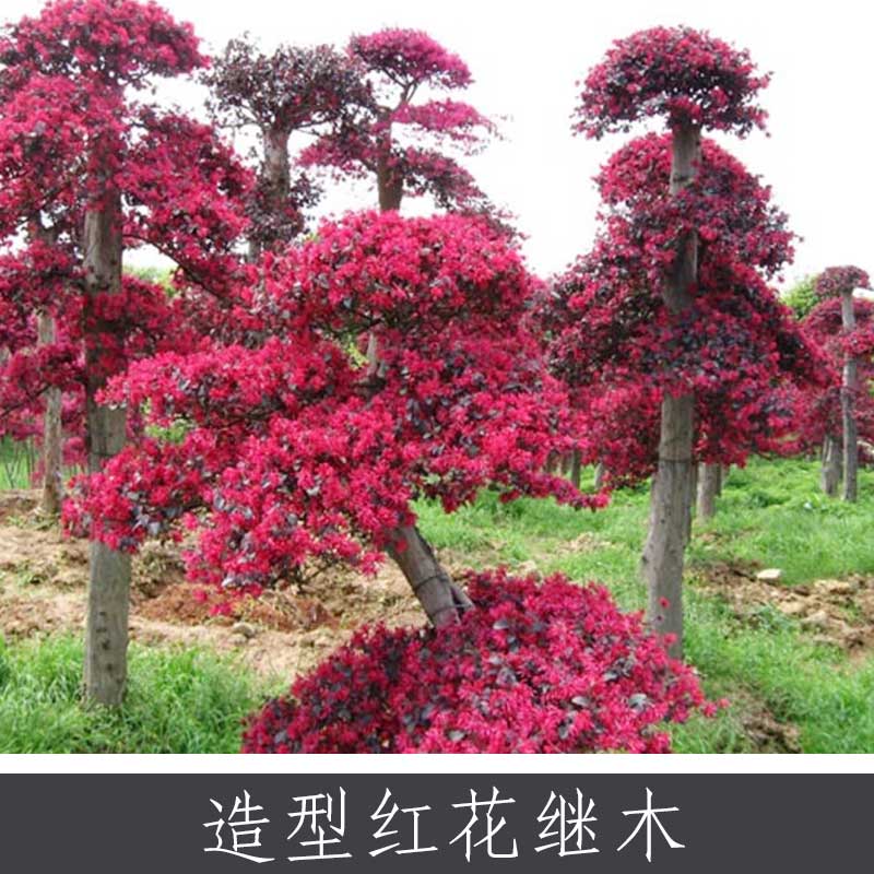 浙江綠化苗批發(fā)，浙江紅花繼木供應(yīng)，浙江紅花繼木報(bào)價(jià)，浙江紅花繼木常年供應(yīng)商