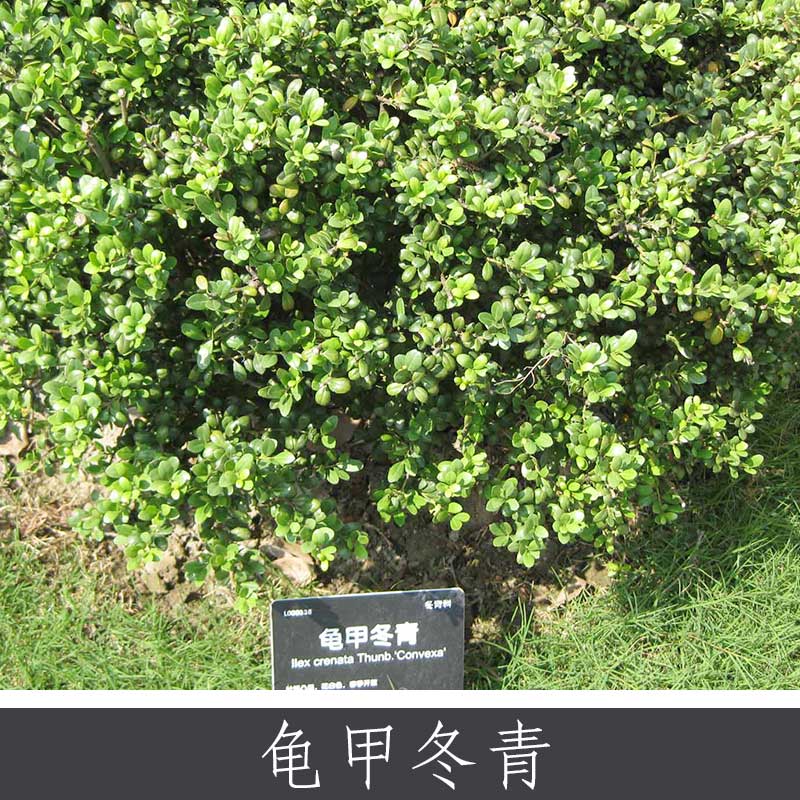 龜甲冬青 盆景庭植觀賞植物 常綠灌木喬木 豆瓣龜背冬青長期供應(yīng)