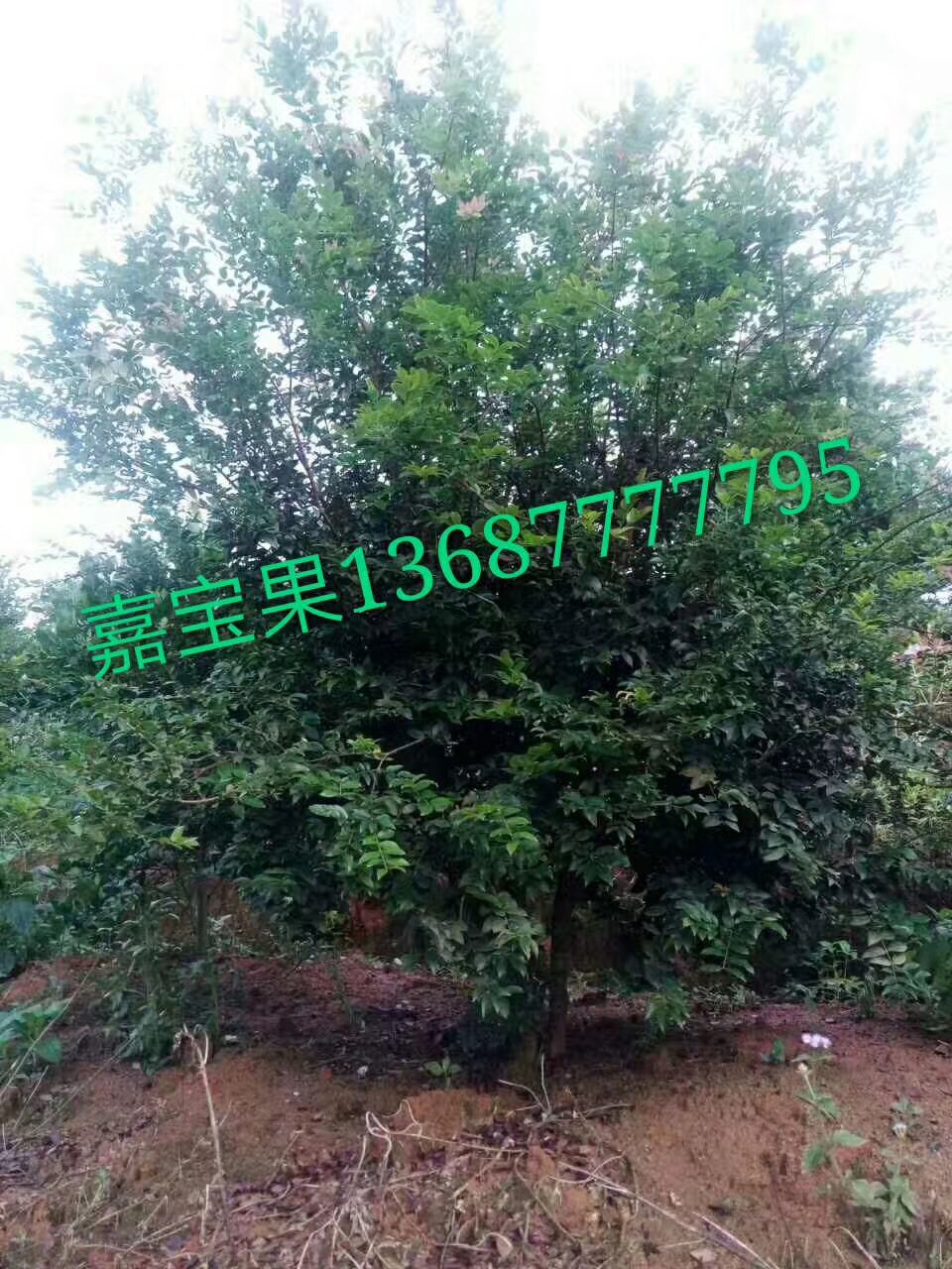 嘉寶果樹出售   嘉寶果樹出售   嘉寶果樹出售