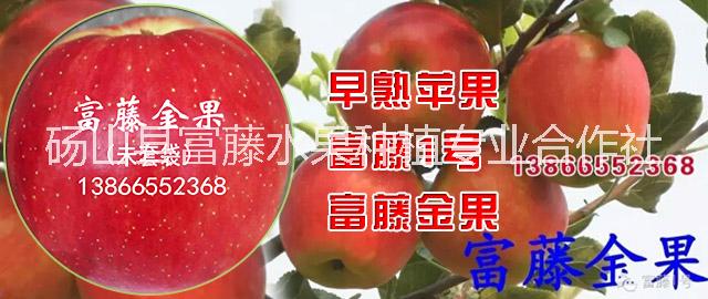 富藤一號(hào)樹(shù)苗圖片 *銷售富藤一號(hào)樹(shù)苗 富藤一號(hào)樹(shù)苗廠家