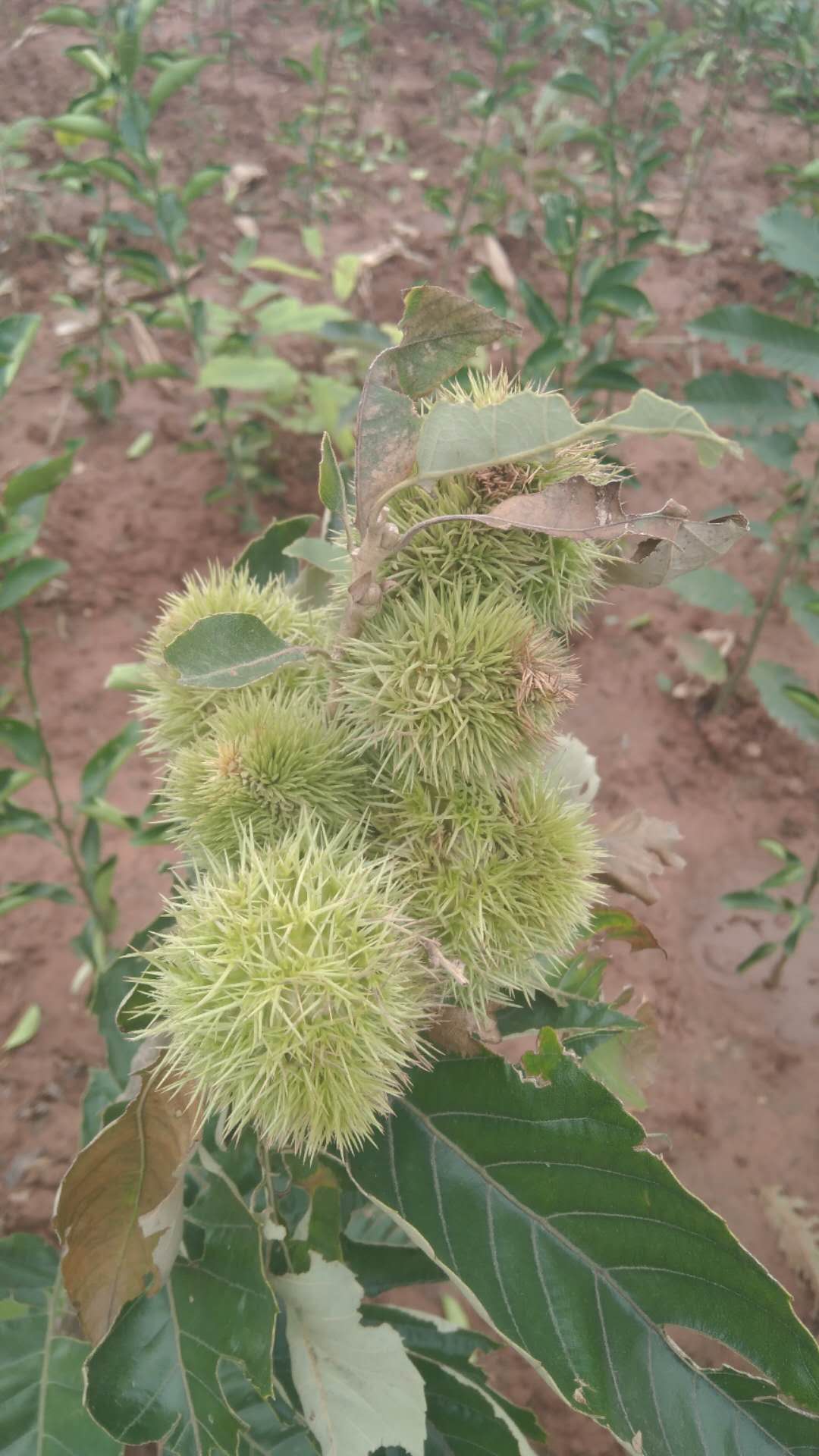 成都市板栗苗培育園 成都市板栗苗批發(fā) 資陽市板栗苗 資陽市板栗苗種植場 資陽市板栗苗價(jià)格 資陽市板栗苗基地
