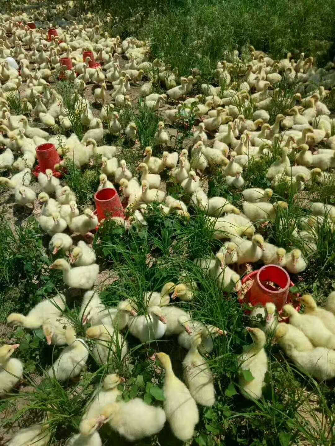 小鵝仔出售哪里有-電話