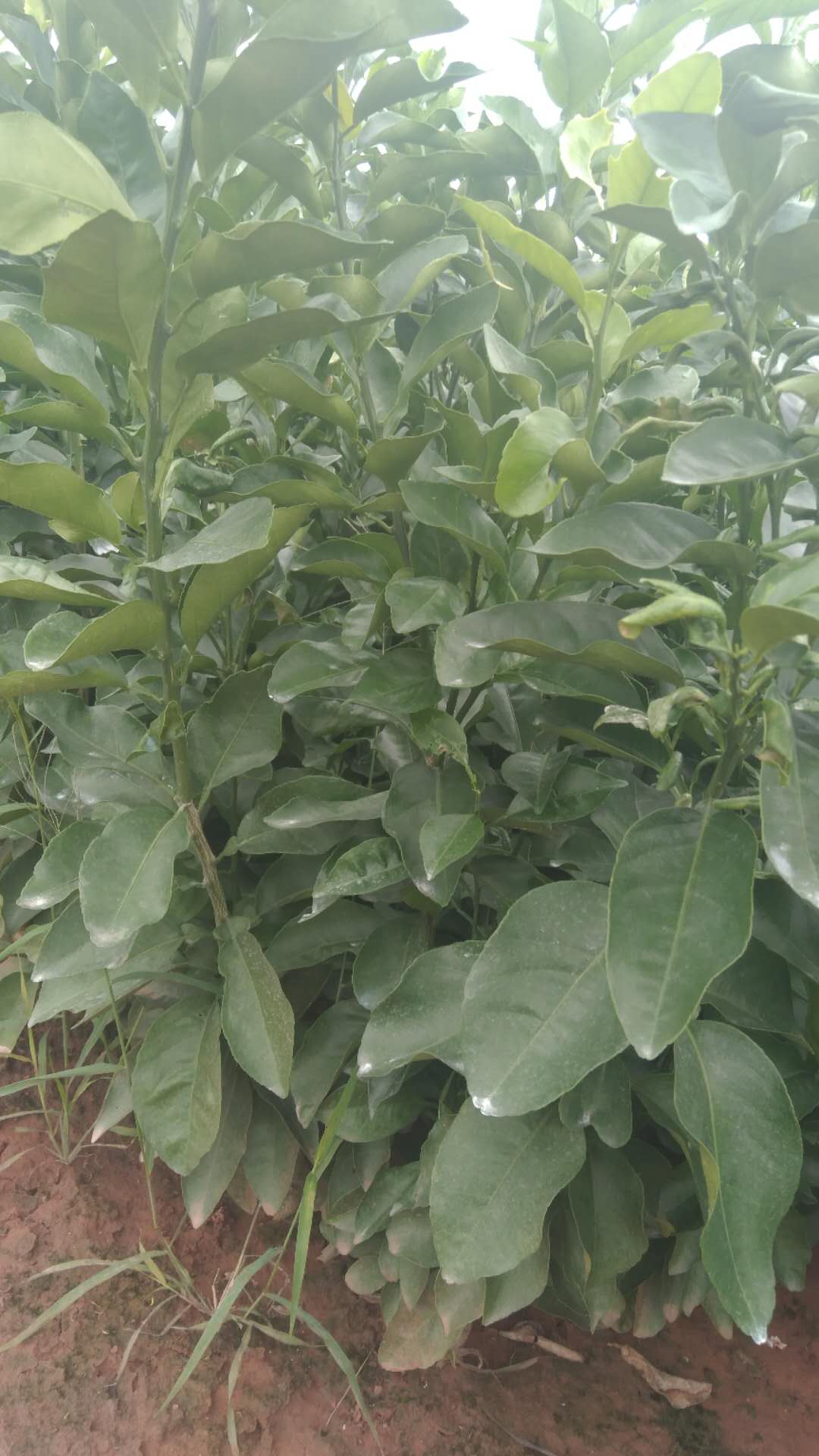 簡陽市三紅心柚苗價格 簡陽市三紅心柚樹苗基地 簡陽市優(yōu)質(zhì)三紅心柚苗價格 簡陽市優(yōu)質(zhì)三紅心柚苗基地 簡陽市優(yōu)質(zhì)三紅心柚苗