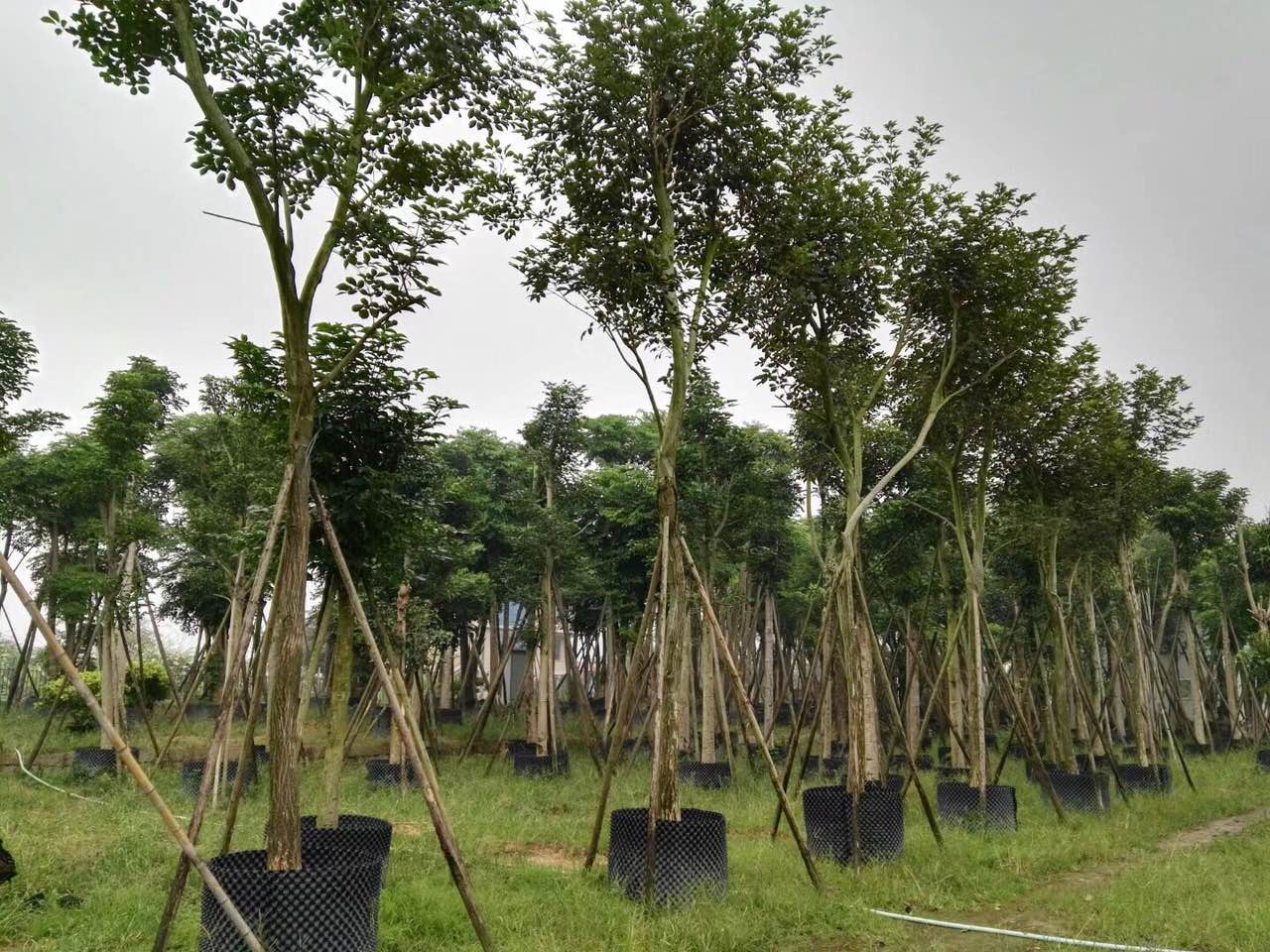 福建黃花風(fēng)玲木批發(fā)，福建黃花風(fēng)玲木供應(yīng)，主營福建黃花風(fēng)玲木，福建黃花風(fēng)玲木基地，福建黃花風(fēng)玲木苗木