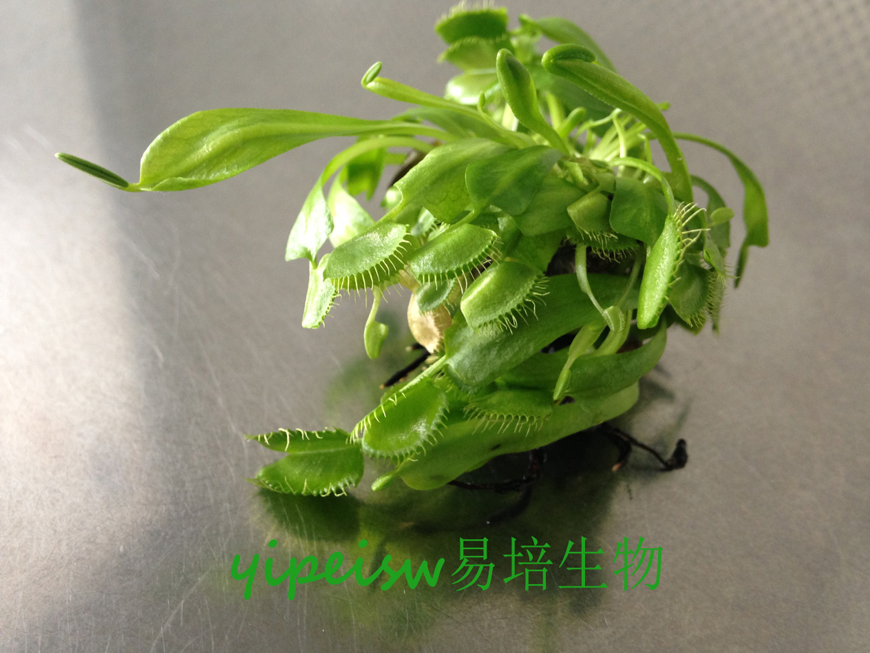 食蟲植物-巨夾捕蠅草 組培苗 無菌苗  花市 紅井 紅食 G16