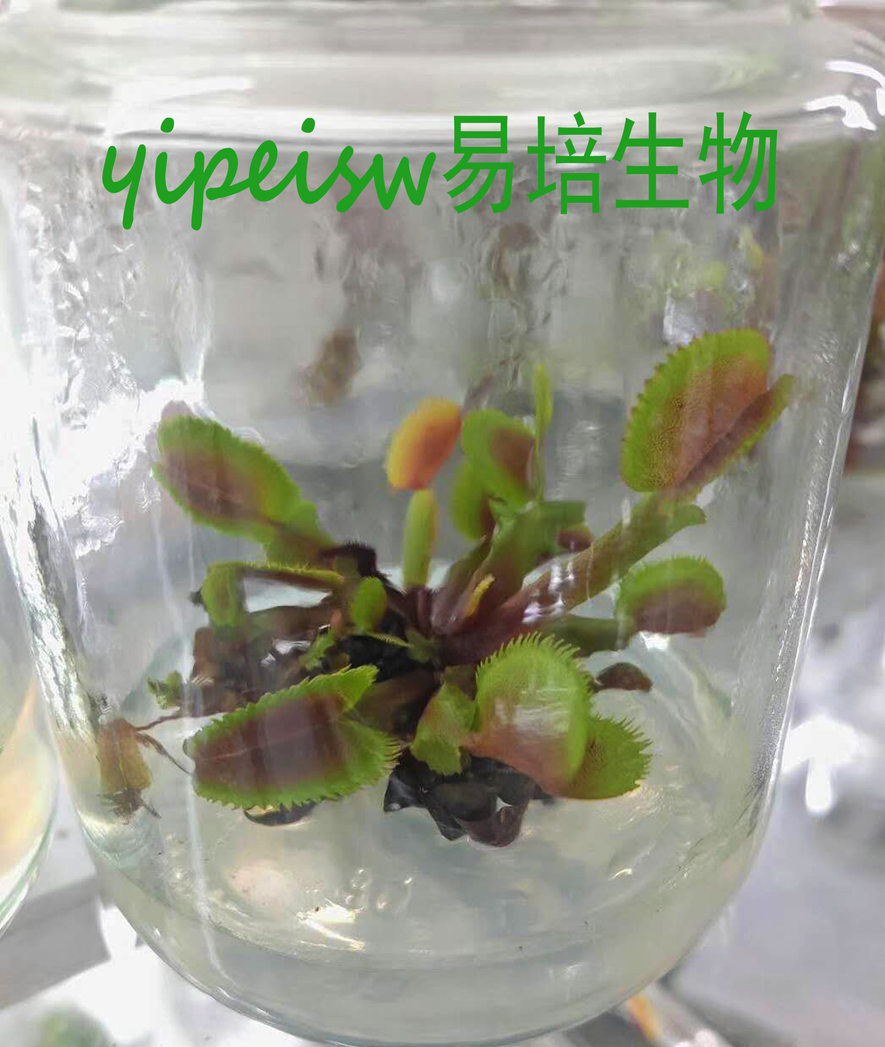 食蟲(chóng)植物-捕蠅草 組培苗 無(wú)菌苗 花市捕蠅草 紅色食人魚(yú)捕蠅草