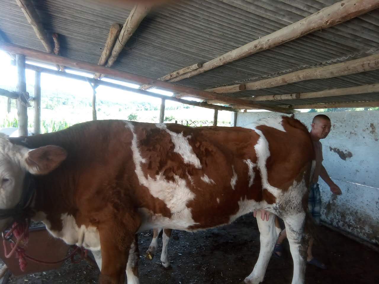肉牛育肥飼料  育肥牛飼料