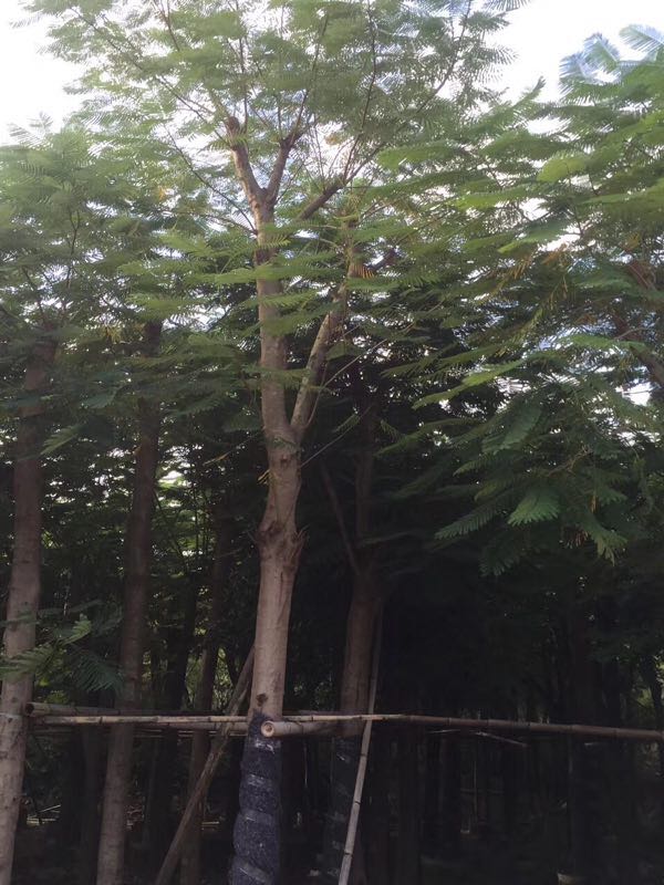 福建鳳凰木基地，福建鳳凰木價格，福建鳳凰木批發(fā)，福建鳳凰木苗木，福建鳳凰木種植場