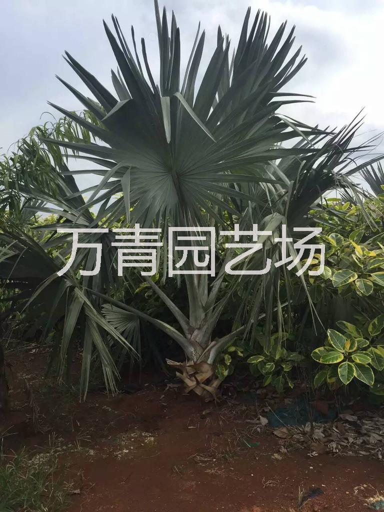 福建省安徽霸王棕，福建省安徽霸王棕價(jià)格，福建省安徽霸王棕批發(fā)商