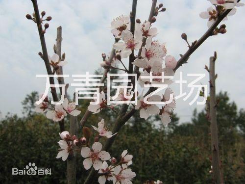 福建省湖北紫葉李，福建省湖北紫葉李批發(fā)，福建省湖北紫葉李直銷，福建省湖北紫葉李基地，湖北紫葉李苗木，湖北紫葉李種植場