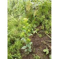 紅根野蠶豆 種苗 組培苗 無菌苗 增殖苗 紅根野蠶豆 大花胡麻草 種苗