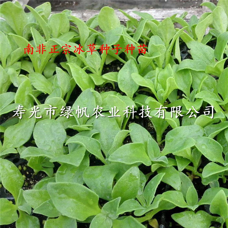 供應(yīng)非洲冰草種子種苗 南非冰菜種子種苗 南非冰草種子