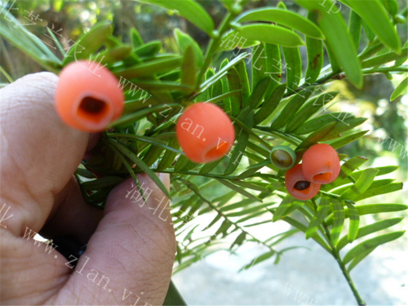 湖北恩施利川南方紅豆杉苗批發(fā)紅豆杉樹苗*惠50公分一米紅豆杉