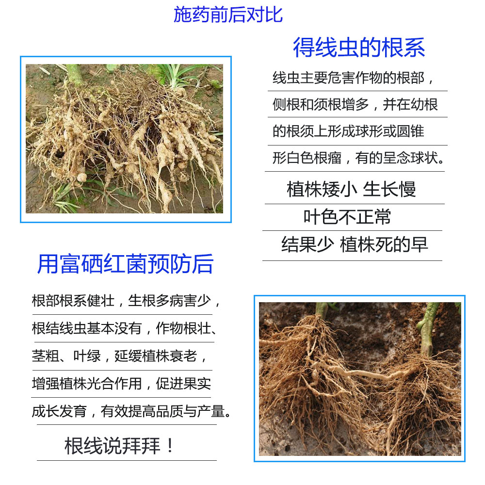 富硒紅菌肽酶 生物菌硒肥 防治紅蜘蛛 富硒蔬菜富硒水果 葉面肥富硒沖施肥