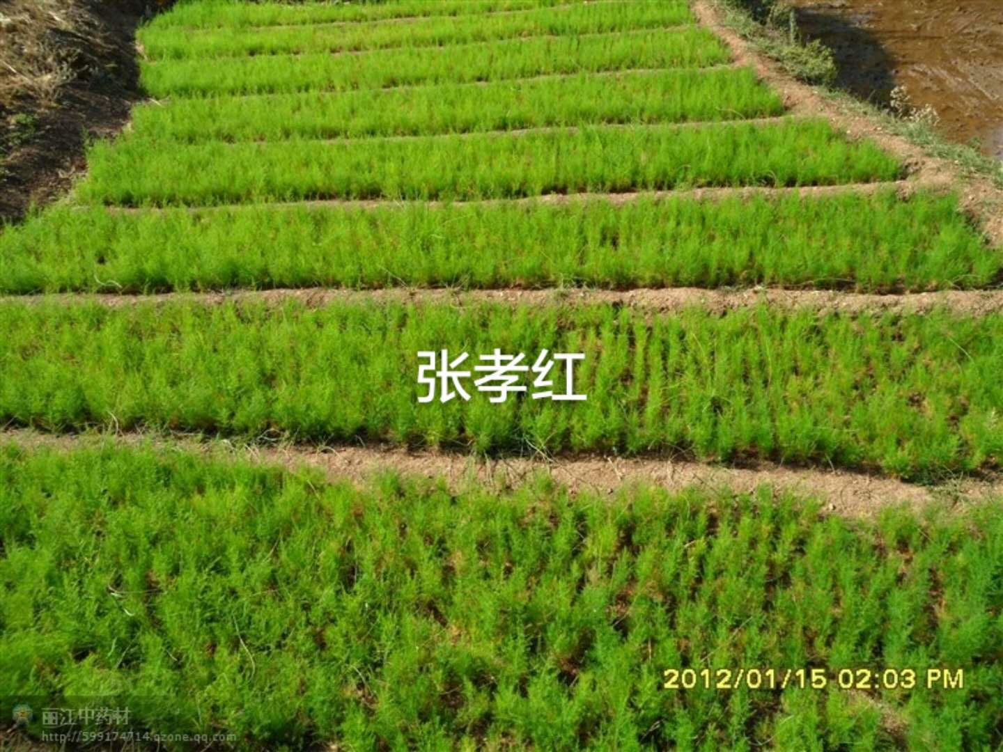 優(yōu)質(zhì)云南大天冬種苗直銷供應(yīng)商熱賣報價