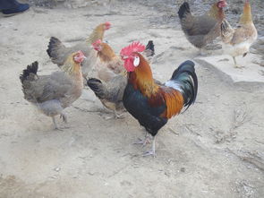 河北柴雞王出售  河北柴雞王出售電話  河北柴雞苗出售