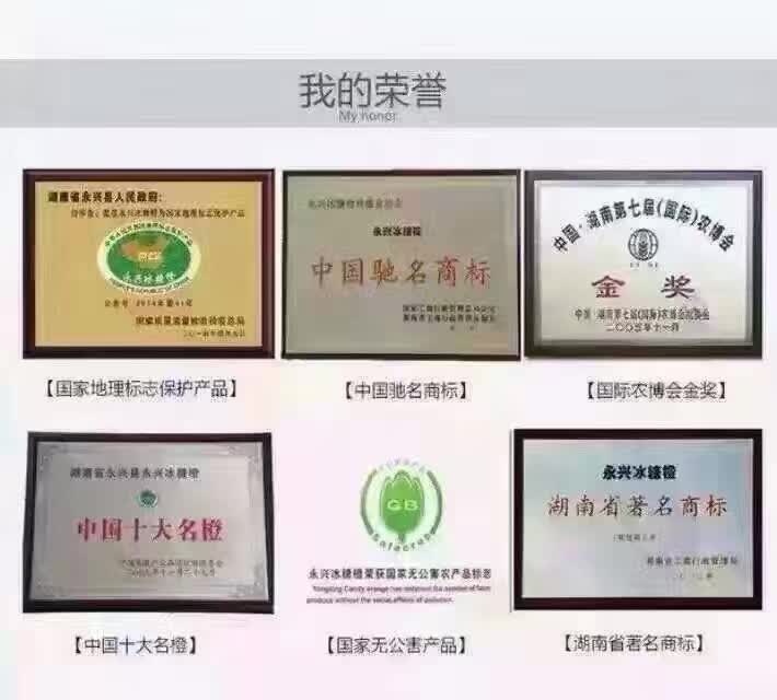冰糖橙子廠家直銷 冰糖橙樹苗 永興冰糖橙