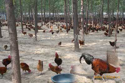 河北柴雞王出售  河北柴雞王出售電話  河北柴雞苗出售