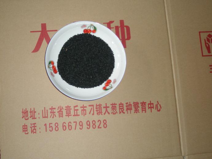 日本大蔥種子 日本鐵桿大蔥種子