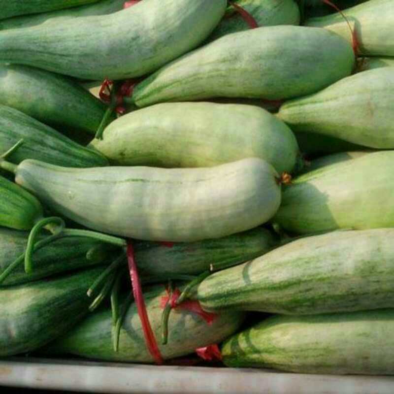 山東人參果價(jià)格、山東果蔬種植合作社、莘縣人參果基地、莘縣香瓜甜瓜