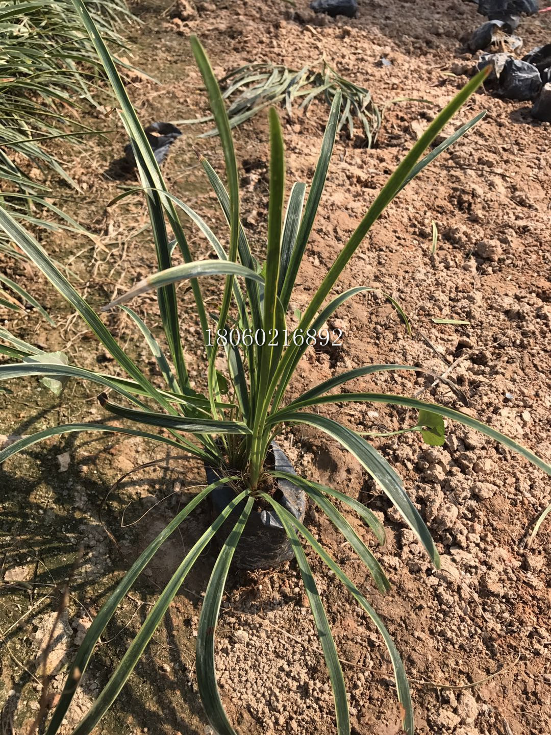 浙江金邊麥冬直銷，浙江金邊麥冬批發(fā)，浙江金邊麥冬地被苗木，浙江金邊麥冬價(jià)格，浙江金邊麥冬*