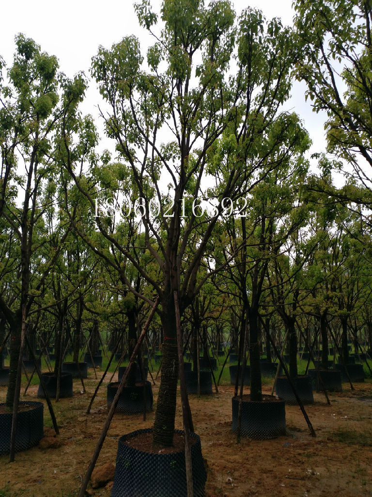 云南香樟批發(fā)，云南香樟直銷，云南香樟供應(yīng)，云南香樟采購(gòu)，云南香樟報(bào)價(jià)