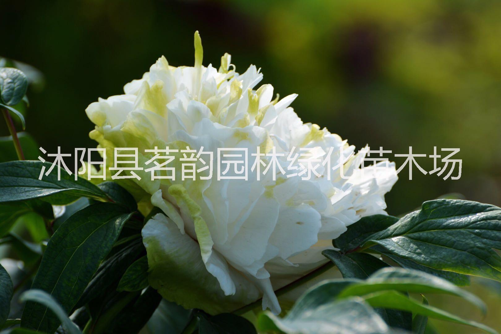 供應(yīng)沭陽牡丹苗價格 牡丹苗報價 牡丹花苗批發(fā)