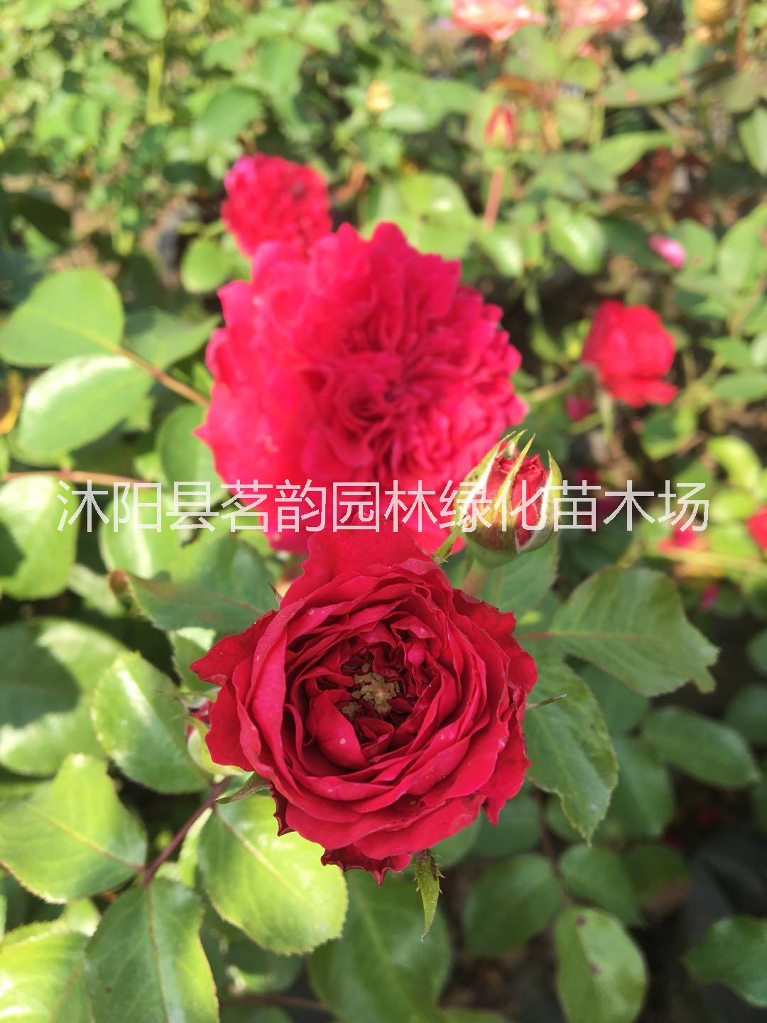 江蘇金鳳凰牡丹苗基地 茗韻綠化牡丹苗供應(yīng) 金鳳凰牡丹苗批發(fā)