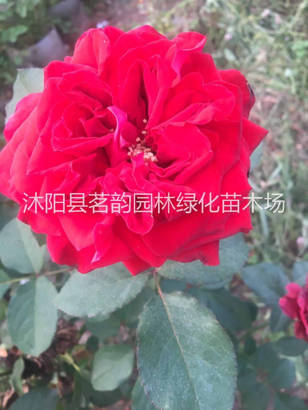 江蘇金鳳凰牡丹苗基地 茗韻綠化牡丹苗供應(yīng) 金鳳凰牡丹苗批發(fā)