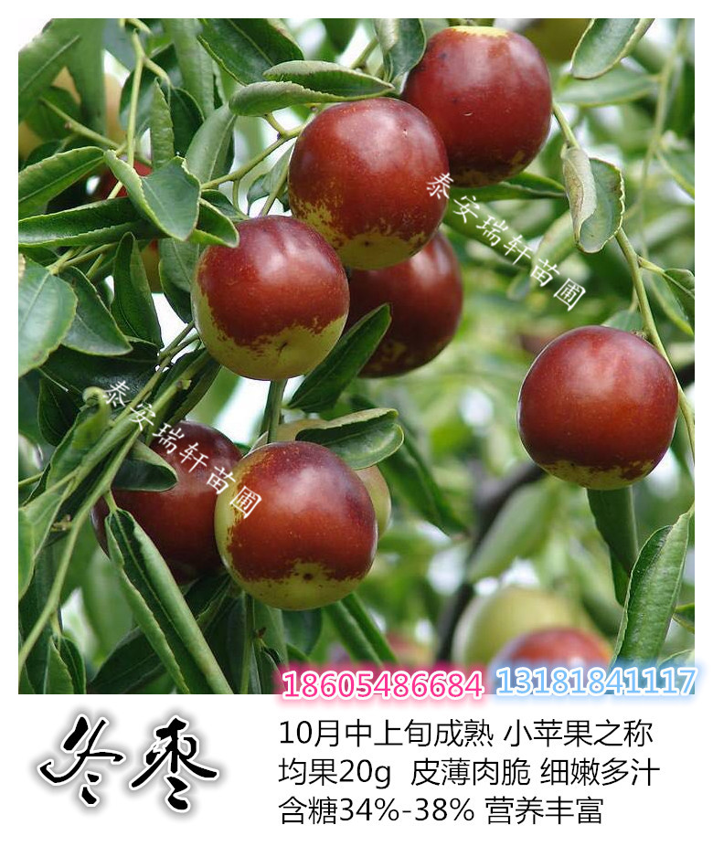 當(dāng)年生2年生3年生冬棗樹苗批發(fā)/冬棗苗價格量大優(yōu)惠！