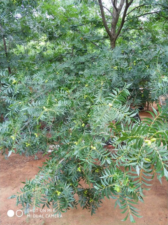 供應美國山核桃樹米徑3-20公分4200棵