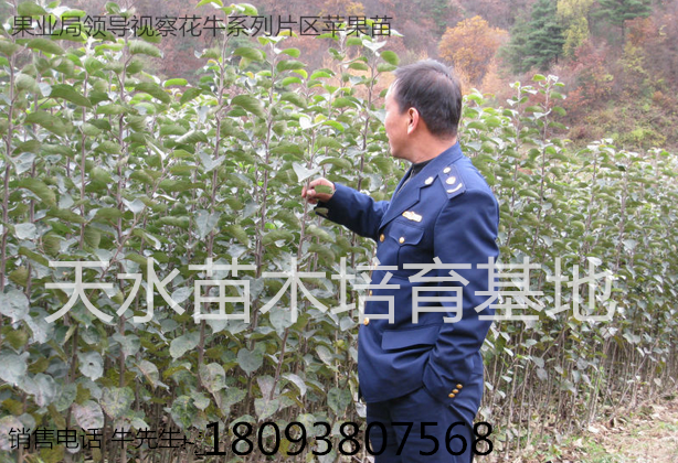 花牛蘋果苗什么時間可以種 花牛蘋果樹苗品種