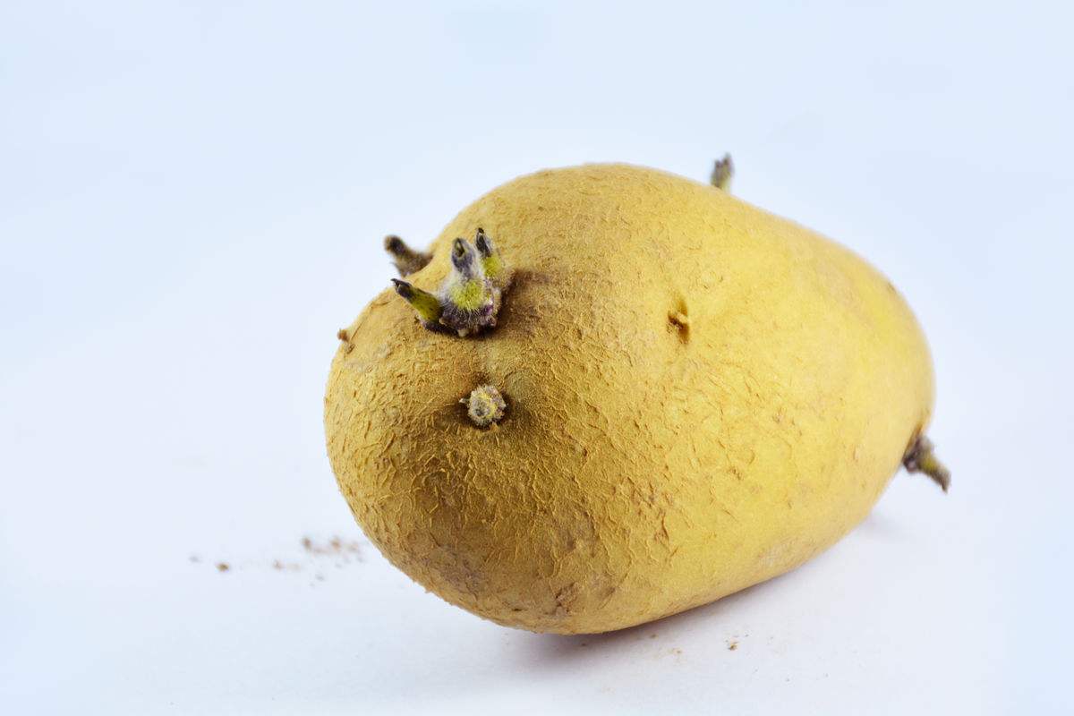 早熟品種中薯號熟品種中薯號