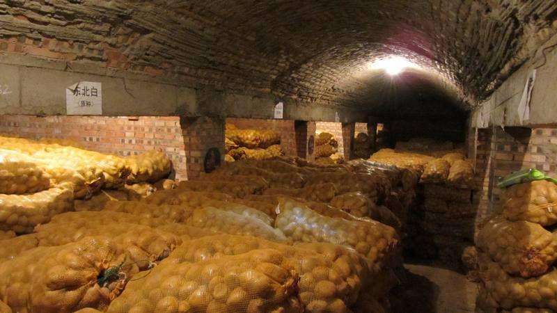 供應(yīng)高產(chǎn)荷蘭14號(hào)脫du土豆種子 高產(chǎn)荷蘭14號(hào)脫du土豆種子