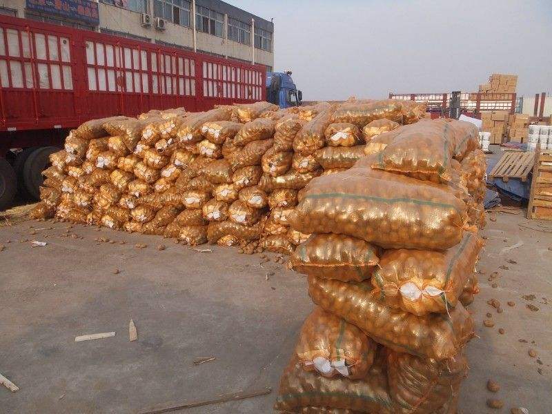 供應(yīng)馬鈴薯種子價(jià)格土豆種子公司